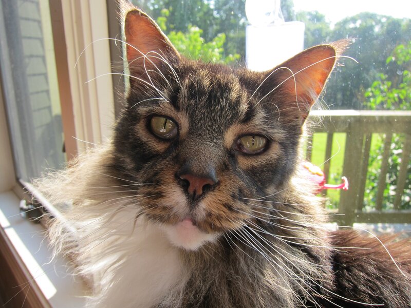 fluffy cat by the window