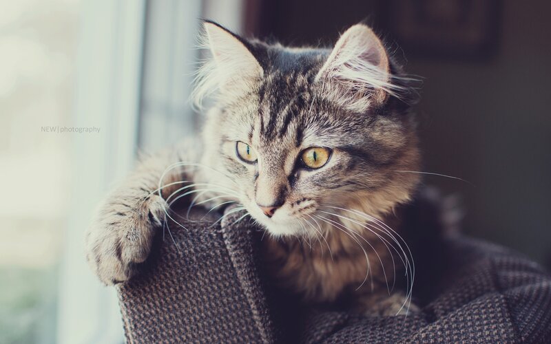 fluffy cat by the window