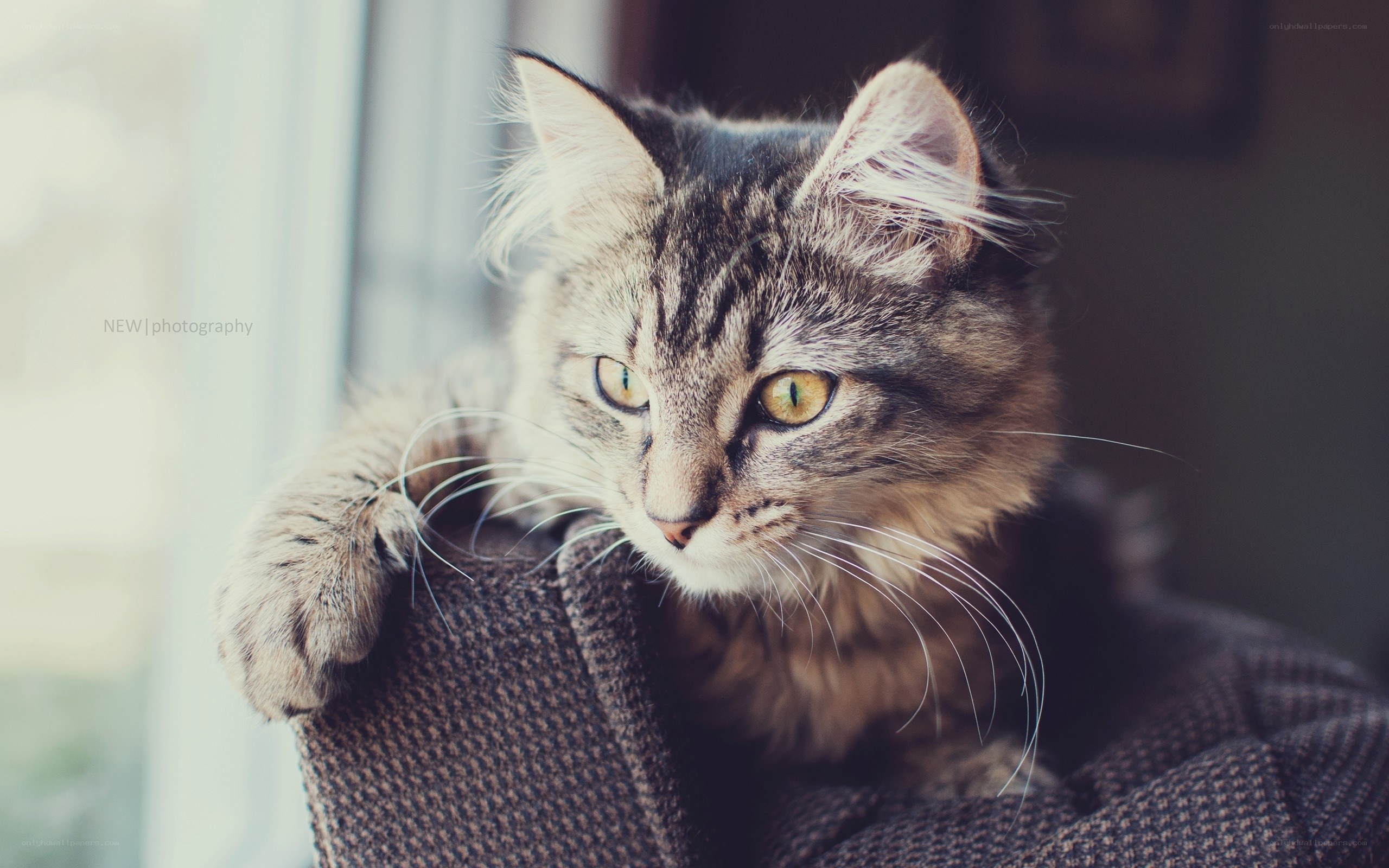 fluffy cat by the window