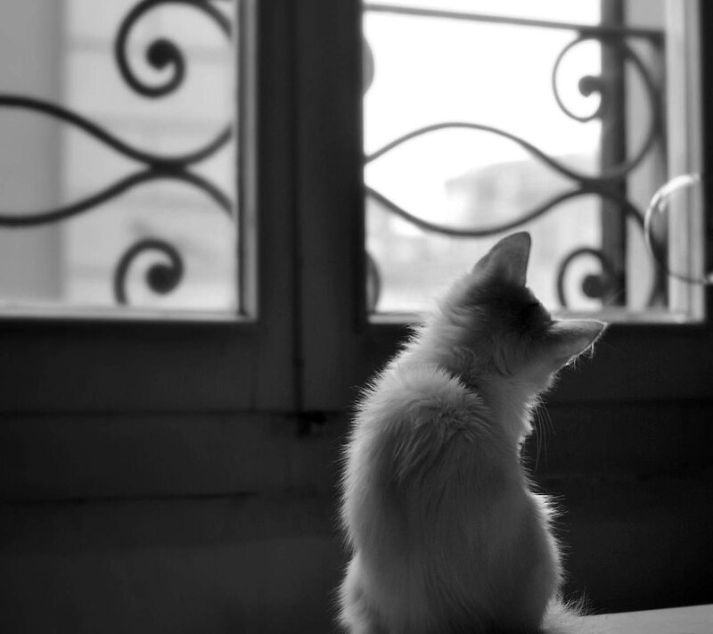Fluffy Cat by Window — Black
