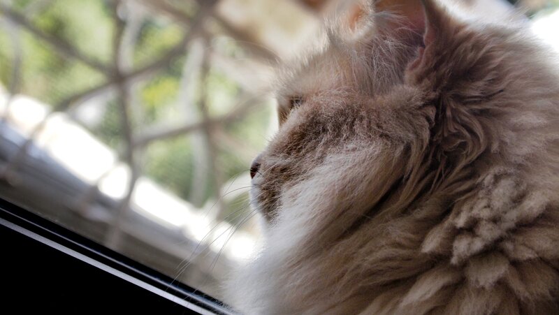 Fluffy Cat by Window — Brown
