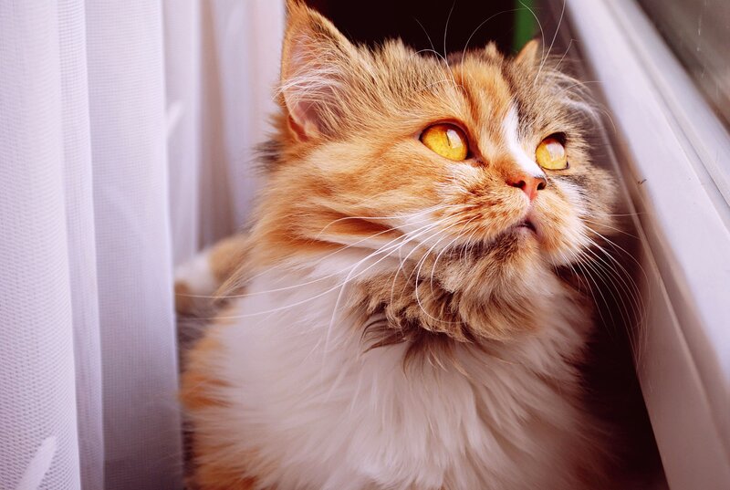 Fluffy Cat by Window — Orange