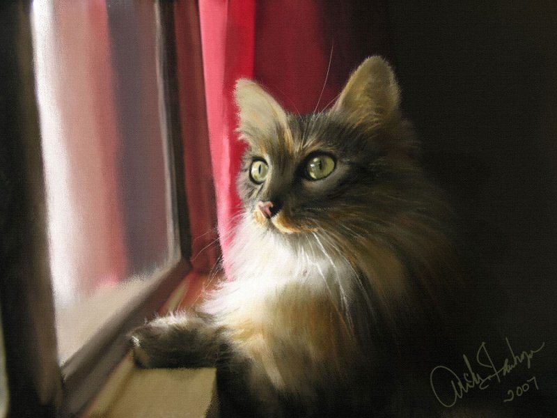 Fluffy Cat by Window
