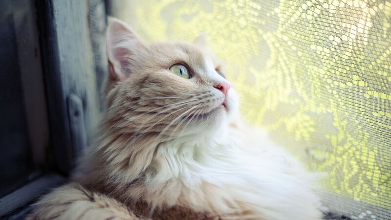 Fluffy Cat by Window — White