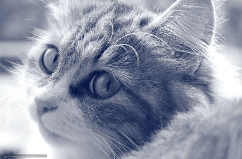 Fluffy Cat Close-up — Gray