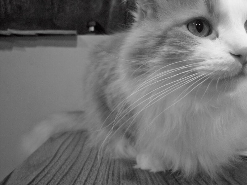 fluffy cat close-up