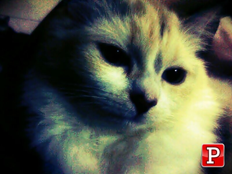 Fluffy Cat Close-up — White