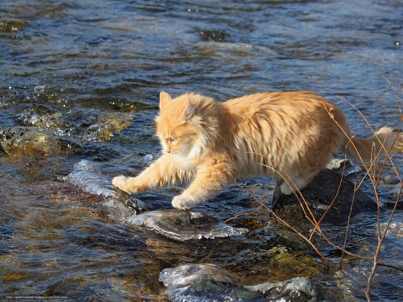 fluffy cat crossing stream