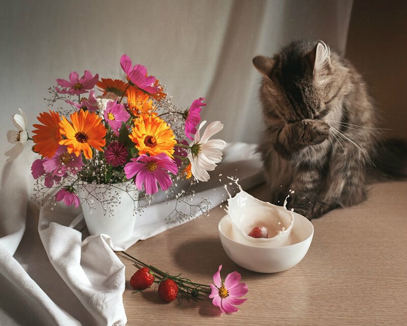 Fluffy Cat Drinking Milk — White