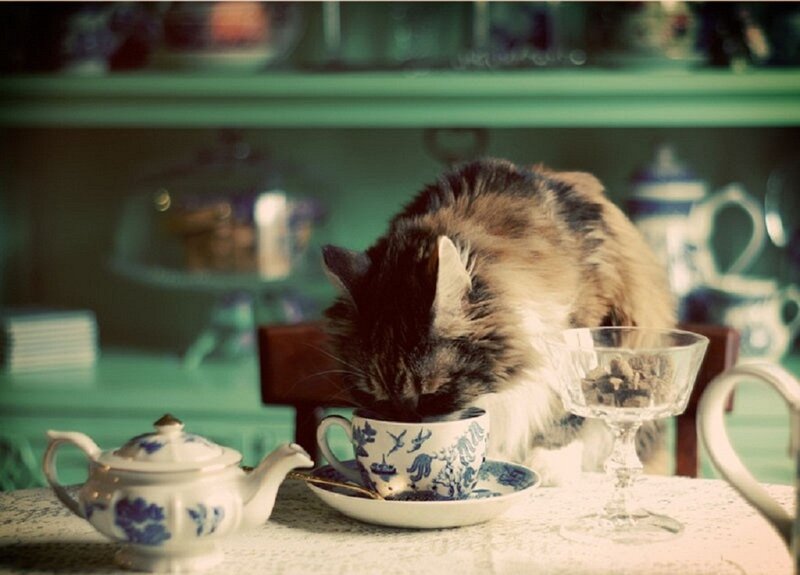 Fluffy Cat Drinking Tea