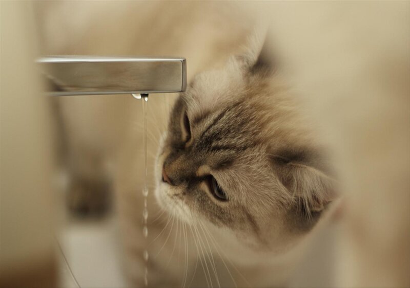 Fluffy Cat Drinking Water — Beige
