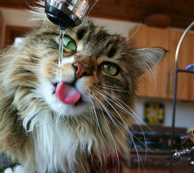 Fluffy Cat Drinking Water — Brown