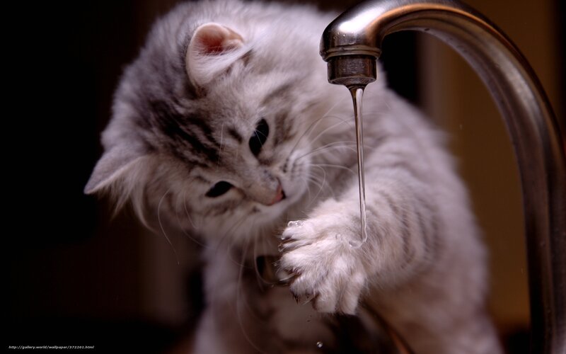 Fluffy Cat Drinking Water — White, Curious