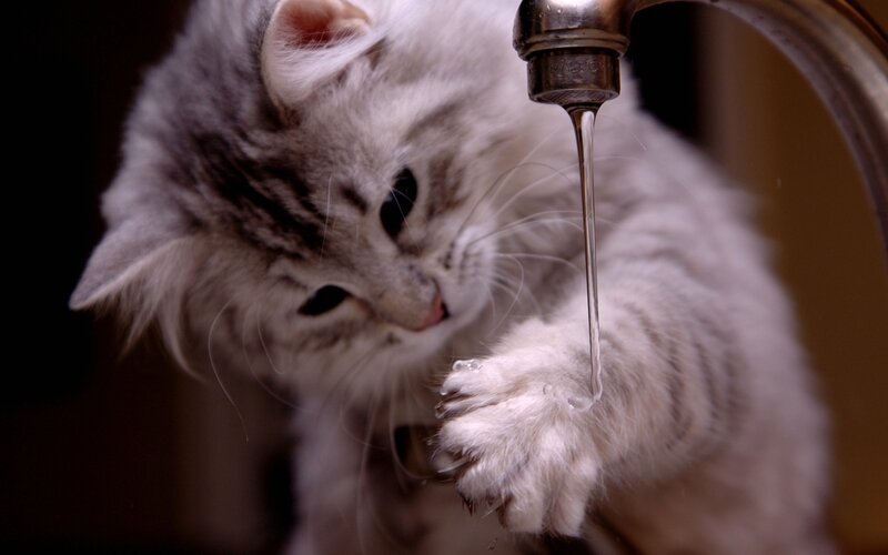 Fluffy Cat Drinking Water — White