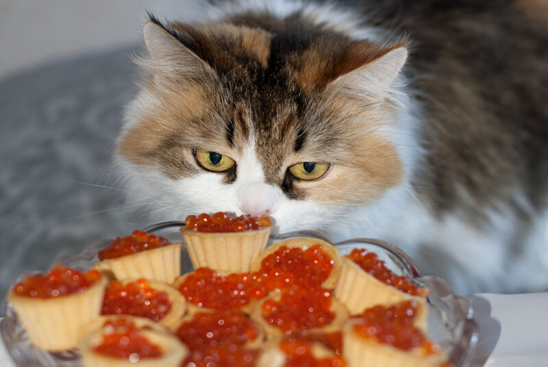 Fluffy Cat Eating Caviar