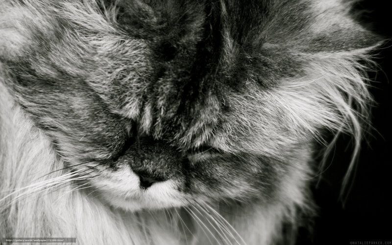 Fluffy Cat Face — Black, Calm