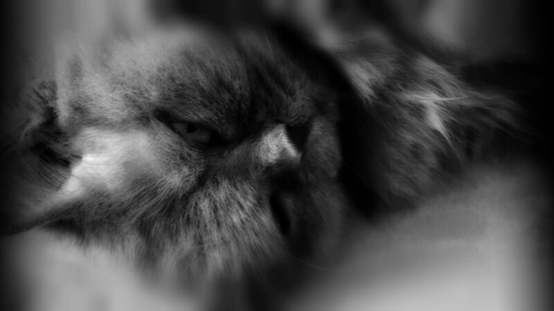 Fluffy Cat Face — Black
