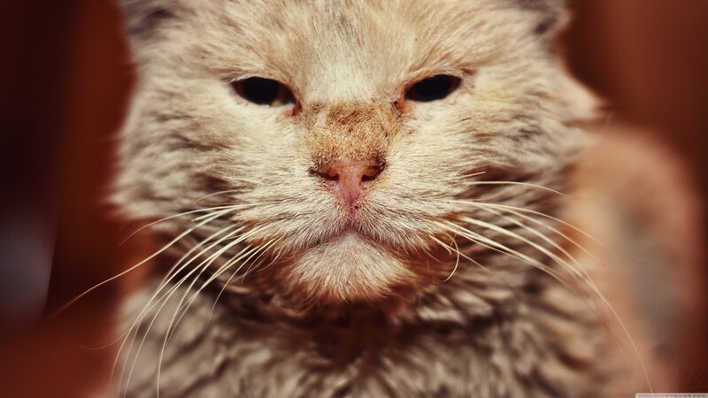 Fluffy Cat Face — Brown