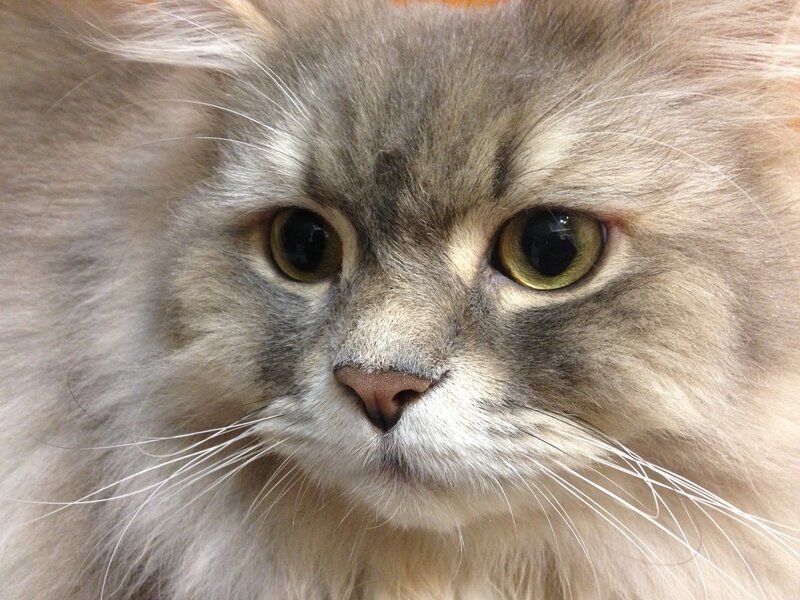 Fluffy Cat Face — Gray, Calm, Photograph