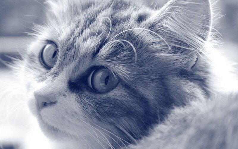 Fluffy Cat Face — Gray, Calm