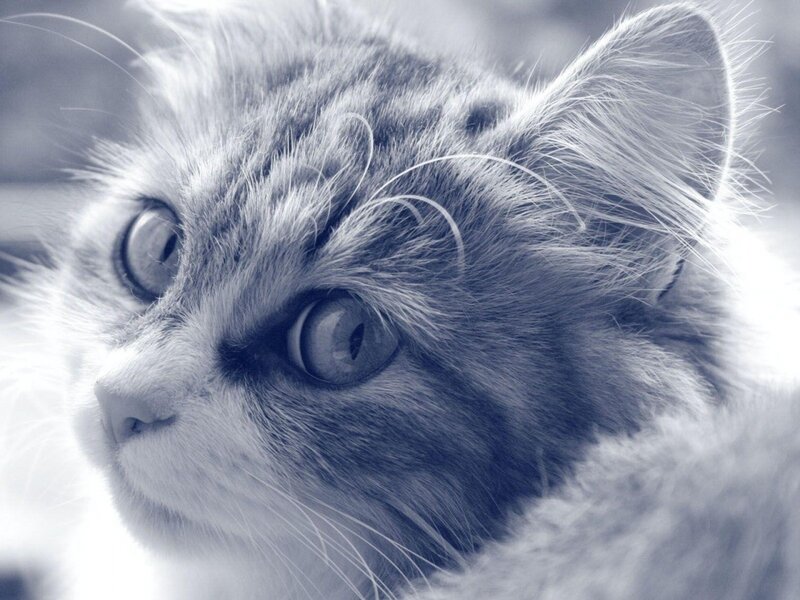 Fluffy Cat Face — Gray