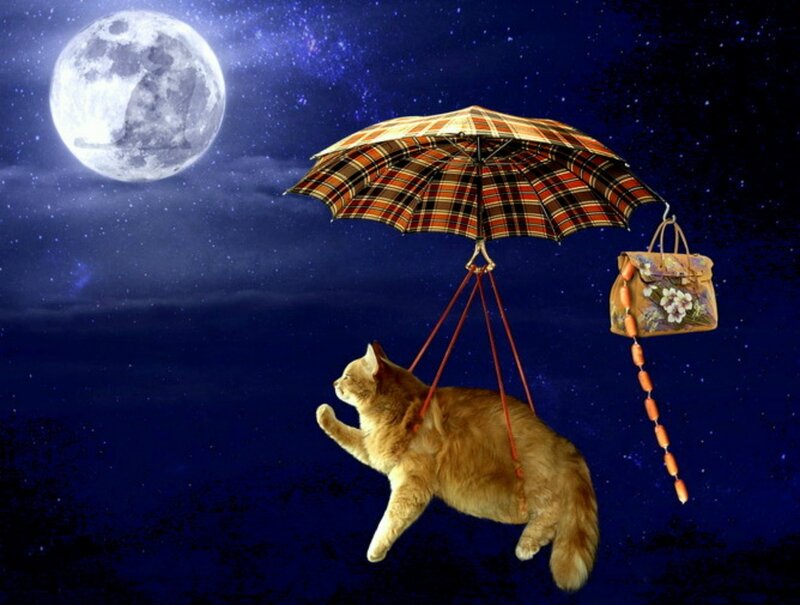 Fluffy Cat Flying