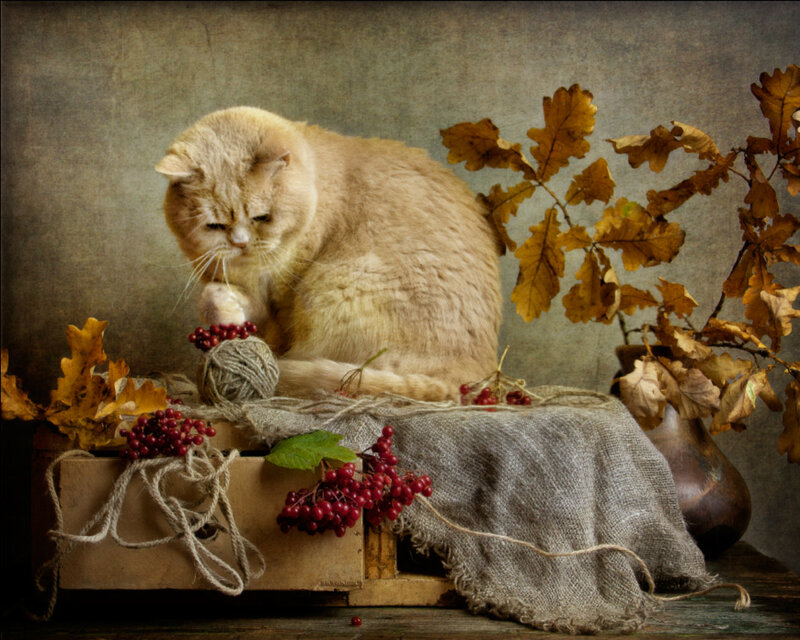 Fluffy Cat Grooming — Brown