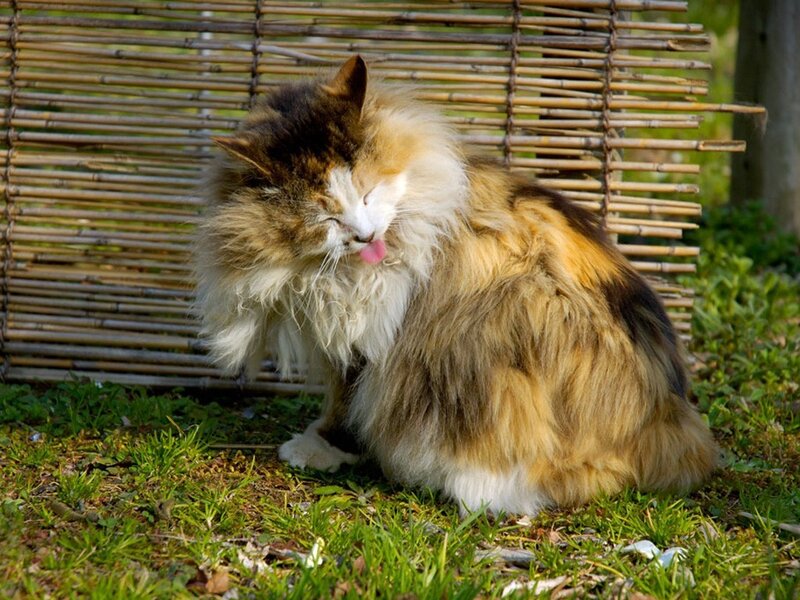 fluffy cat grooming itself