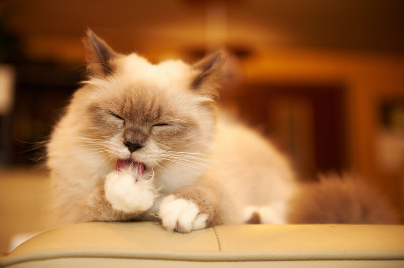 Fluffy Cat Grooming