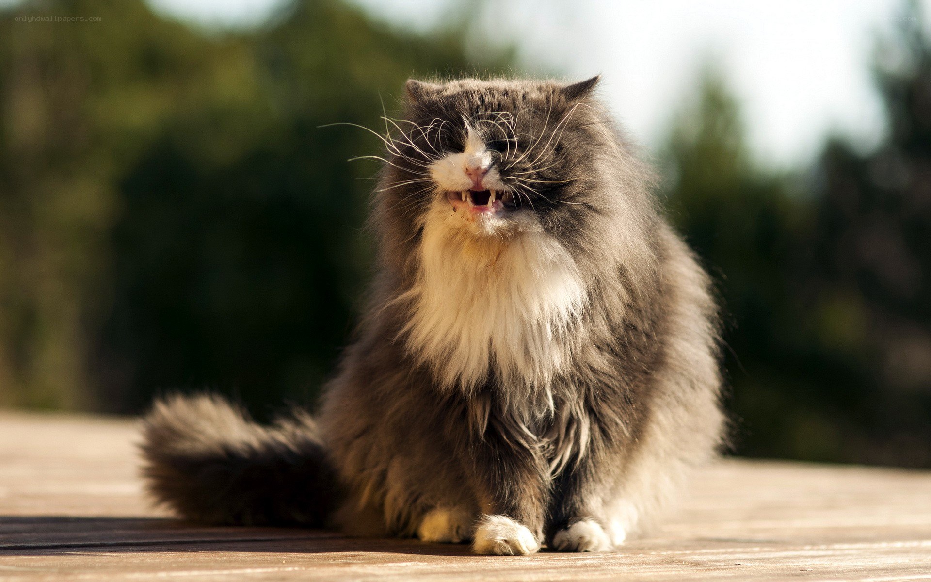 fluffy cat hissing outdoors