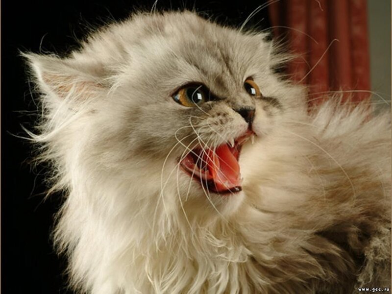 fluffy cat hissing