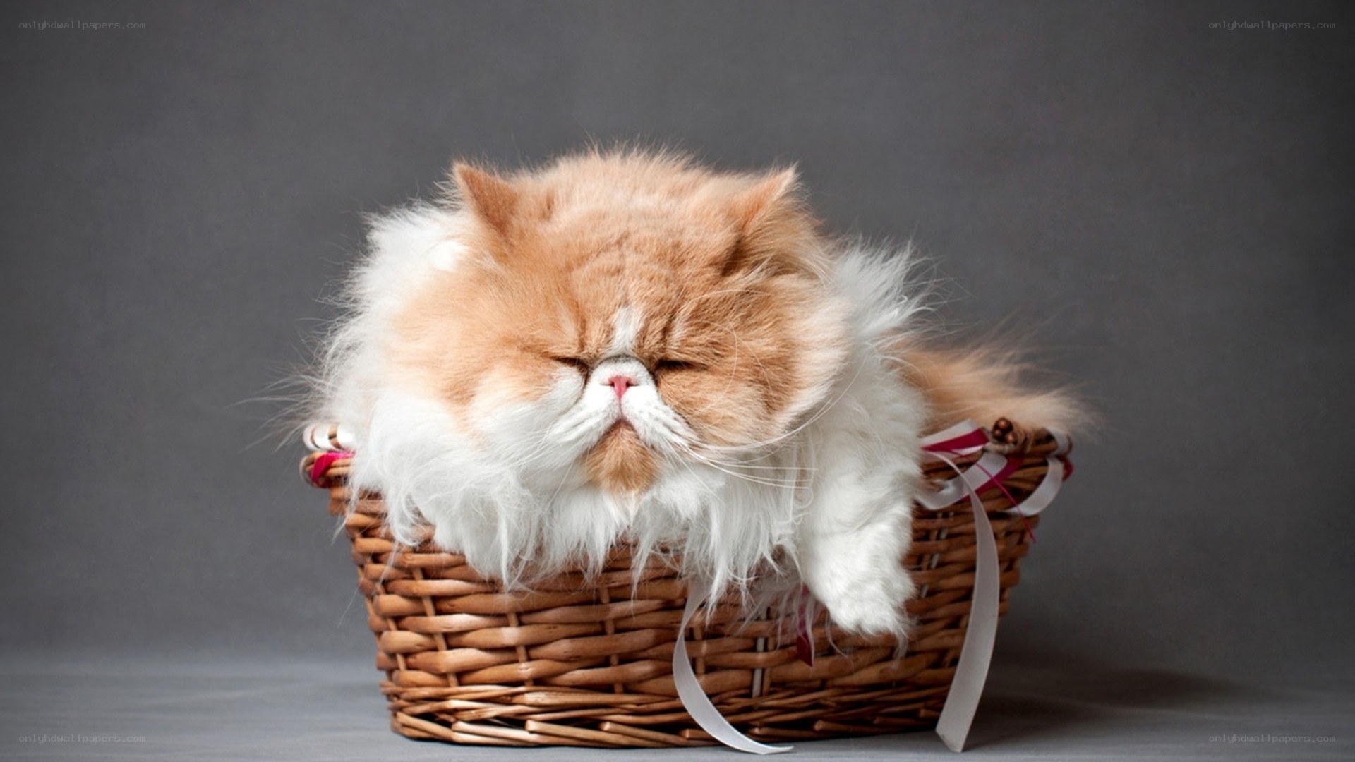 fluffy cat in a basket