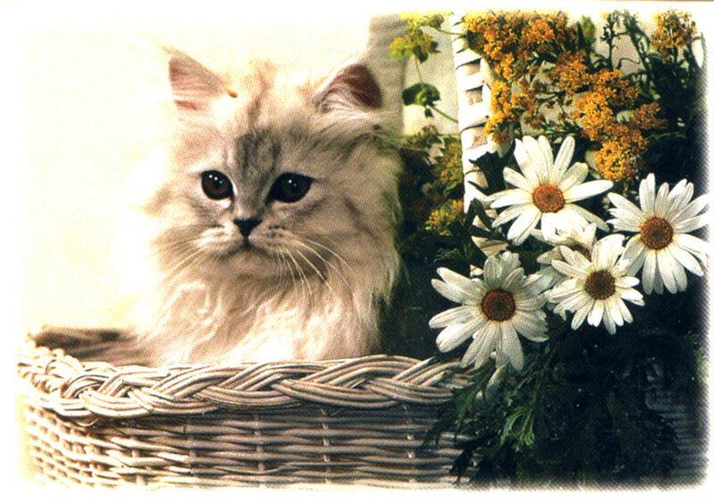 fluffy cat in a basket