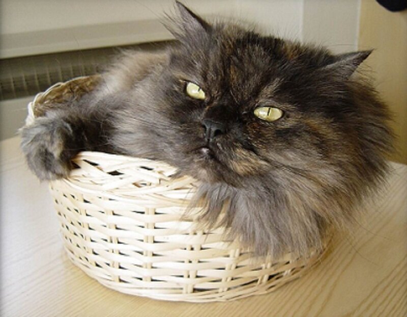 fluffy cat in a basket