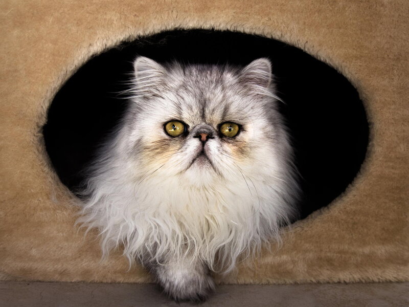 Fluffy Cat in a Bed