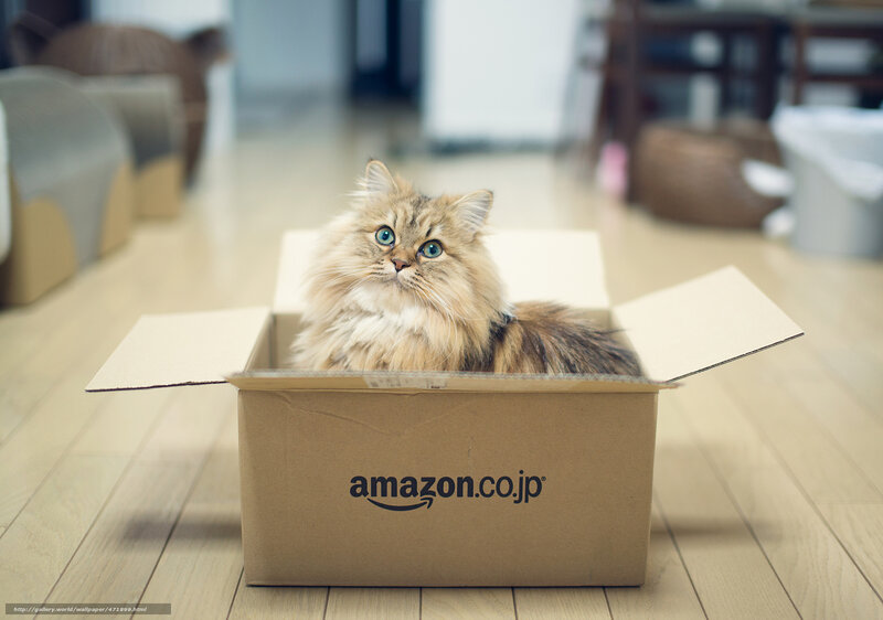 fluffy cat in a box