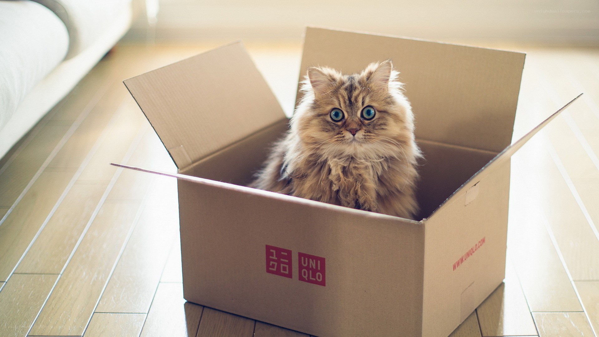 fluffy cat in a box