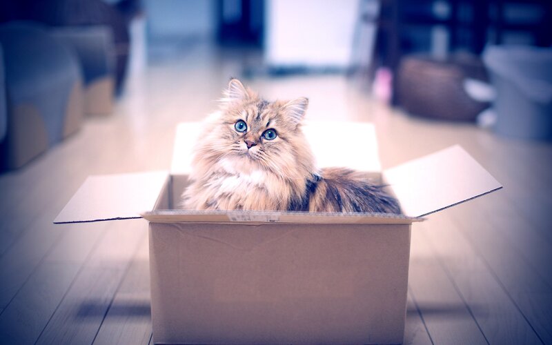 fluffy cat in a box