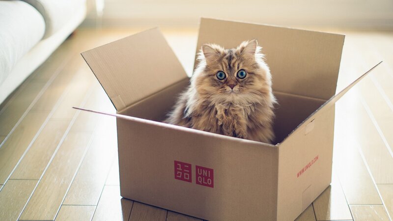 fluffy cat in a box