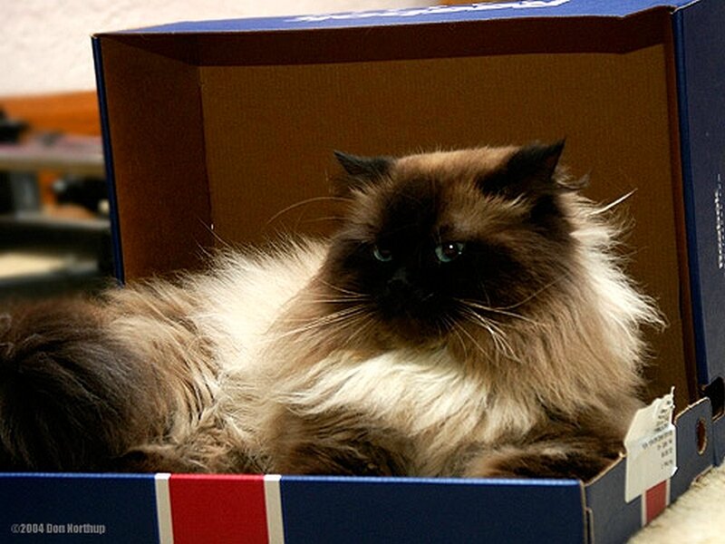 fluffy cat in a box
