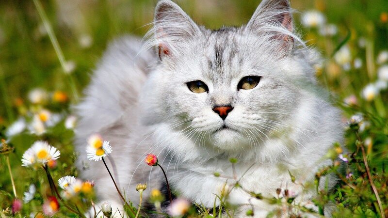 fluffy cat in a field of flowers