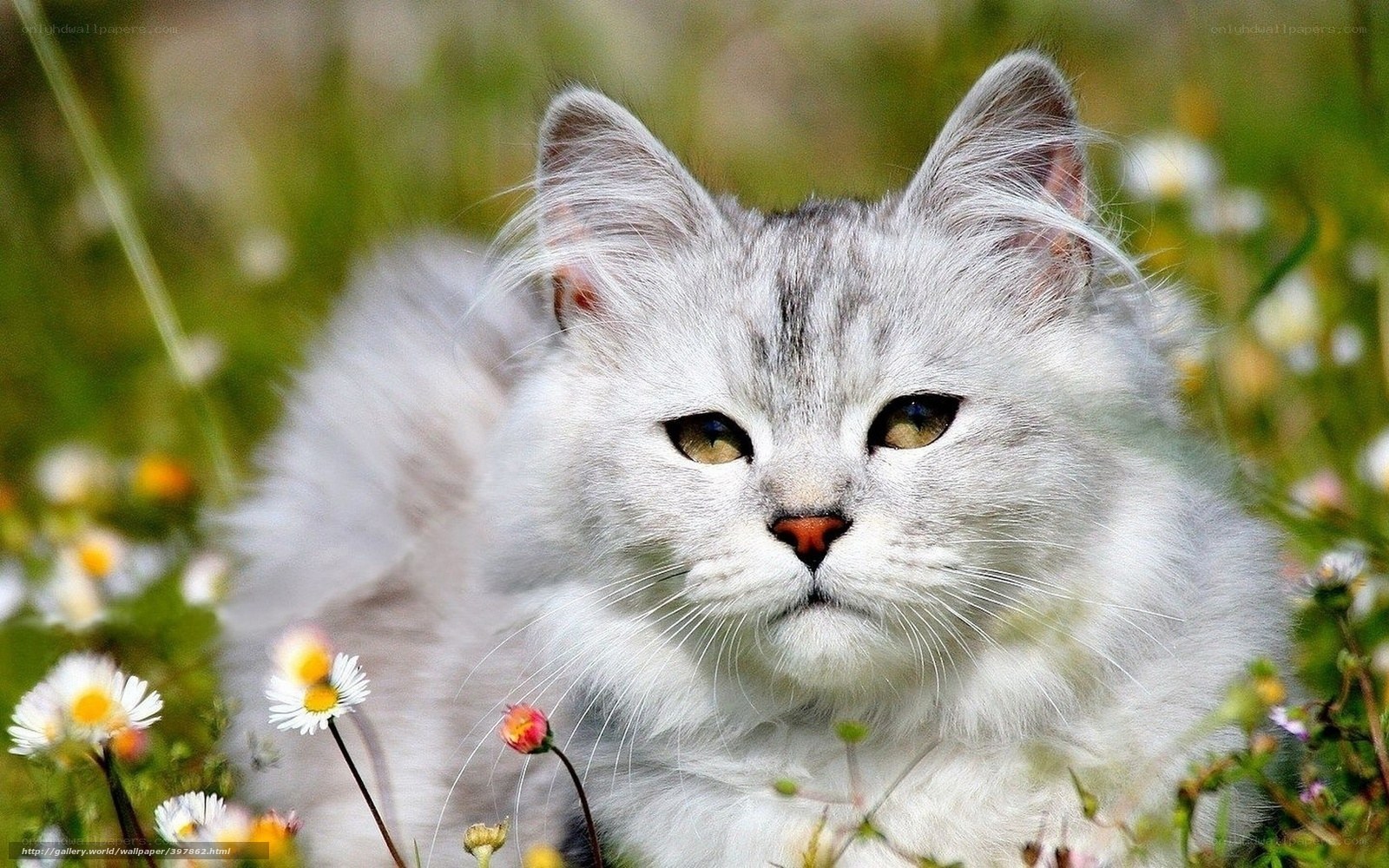 fluffy cat in a field