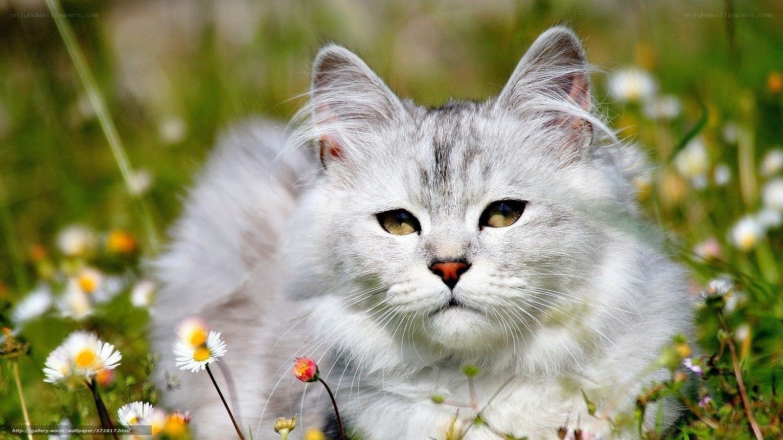 Fluffy cat in a flower field