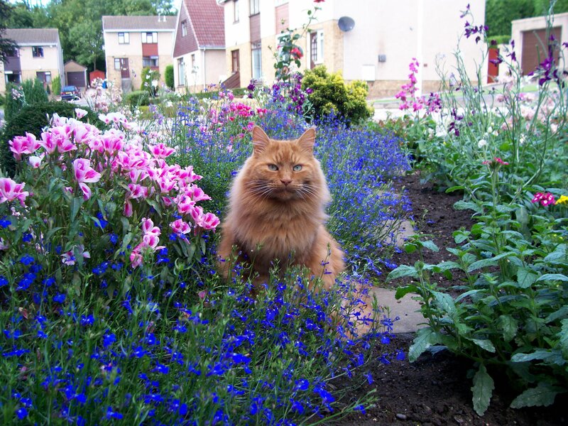 Fluffy cat in a flower garden