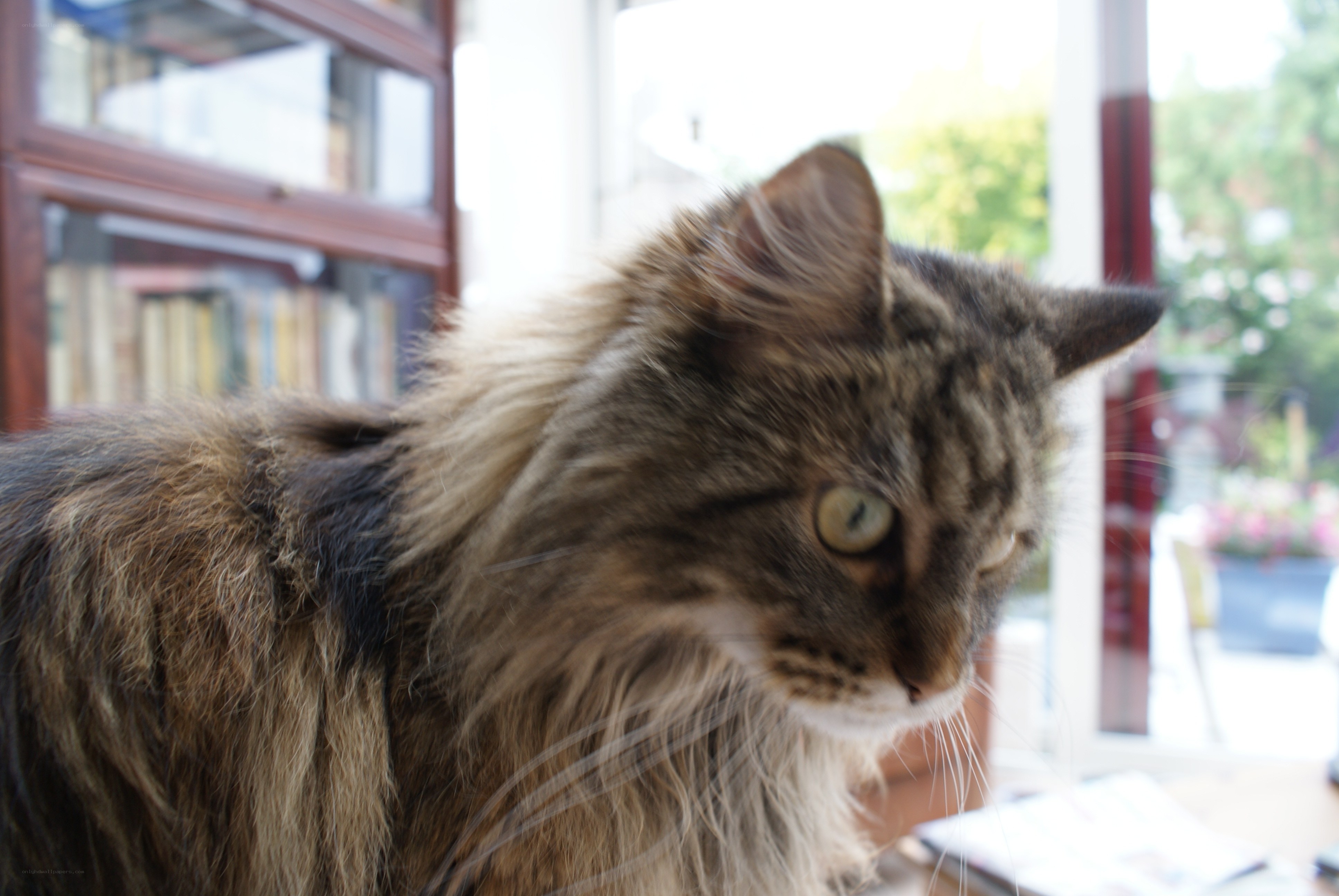 fluffy cat in a library
