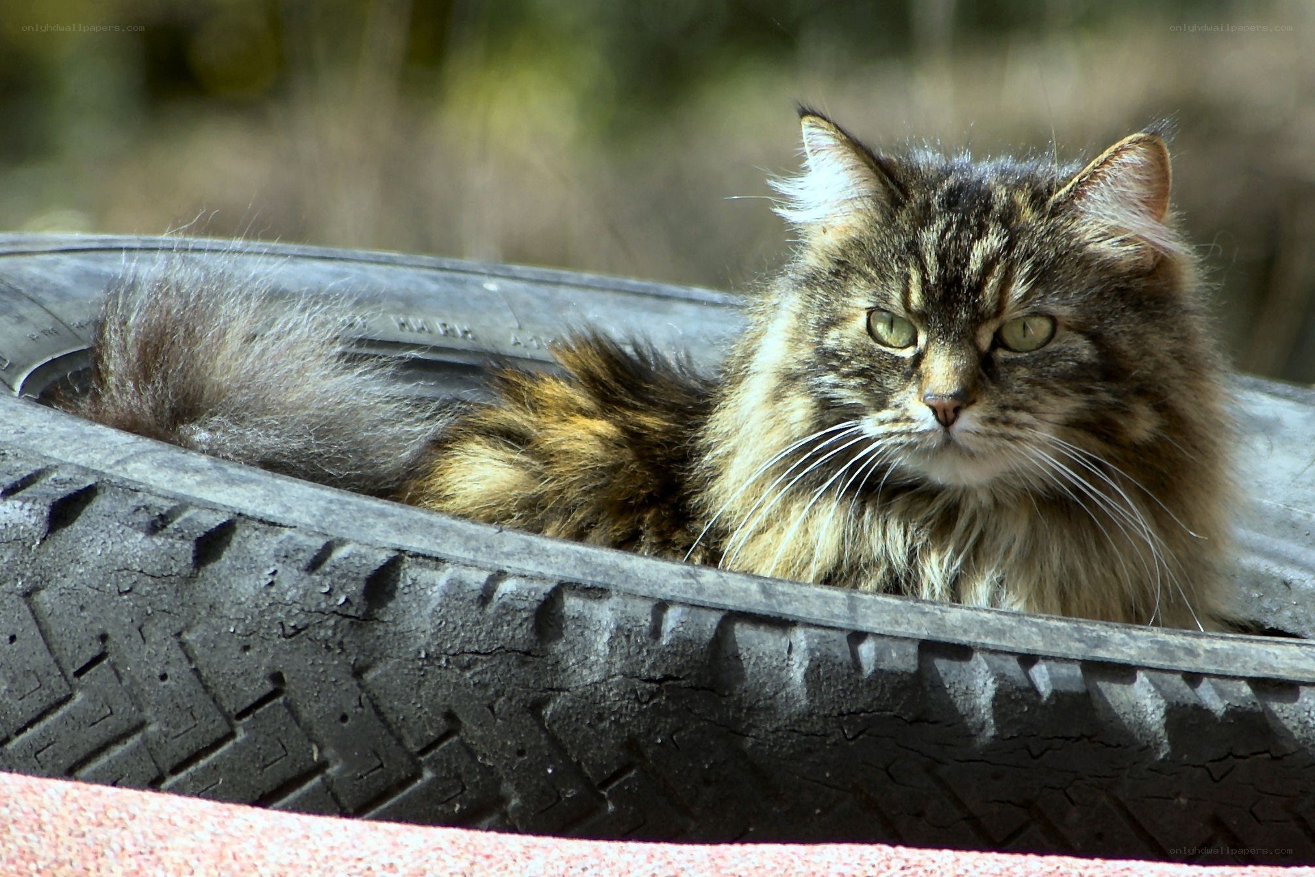 fluffy cat in a tire