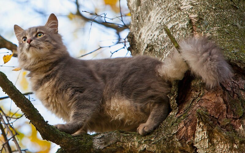 fluffy cat in a tree