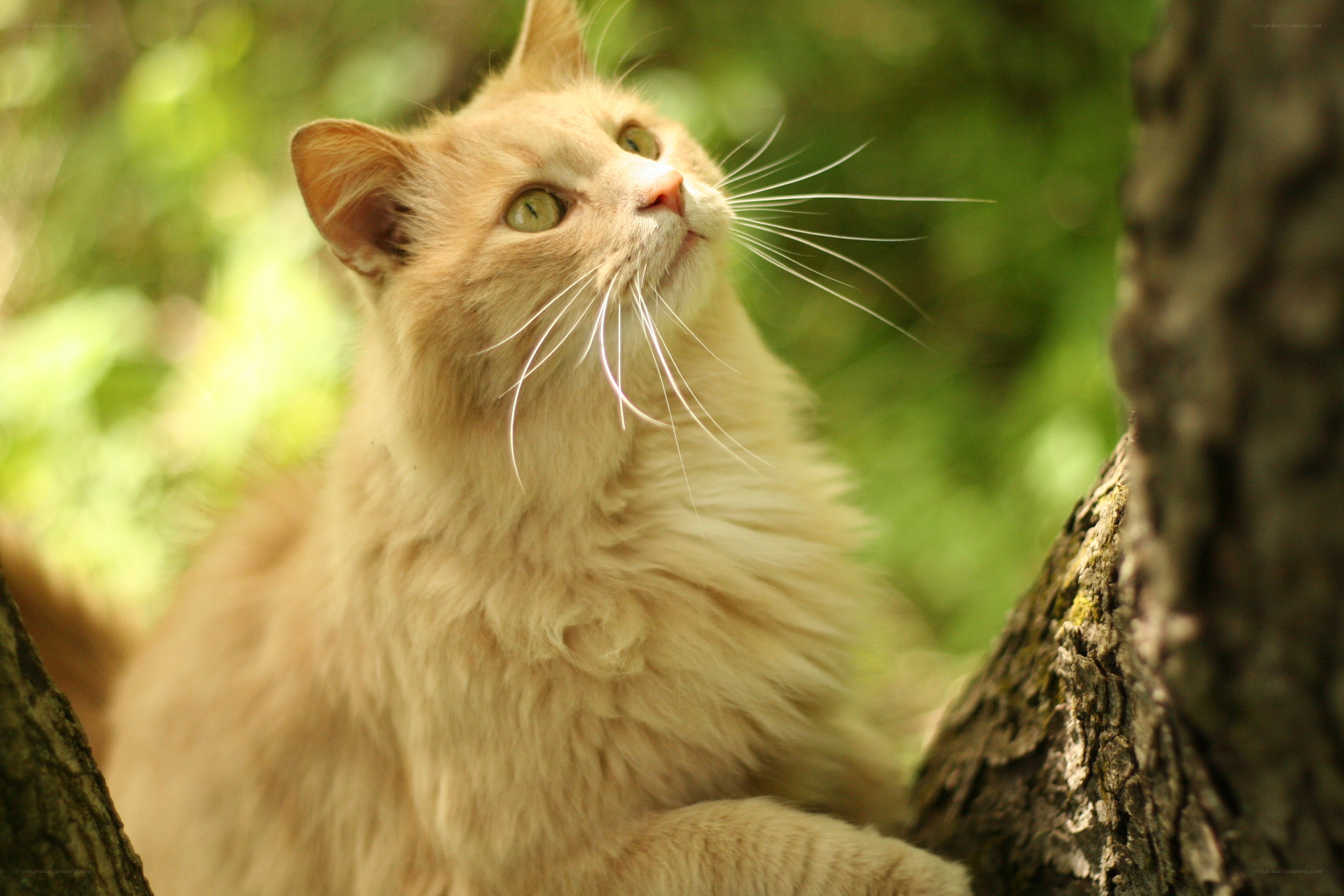 fluffy cat in a tree