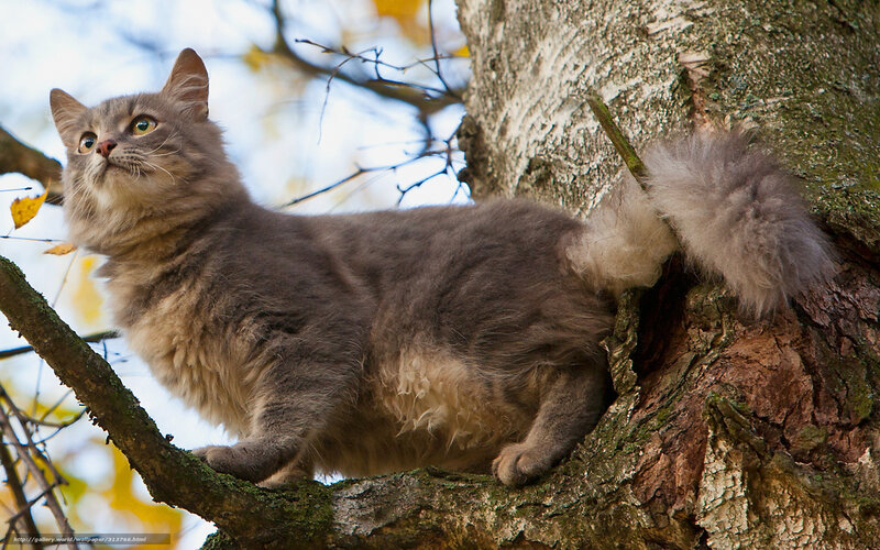 fluffy cat in a tree