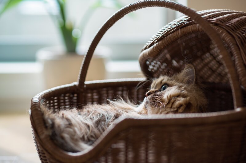 fluffy cat in a wicker basket